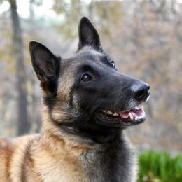 Josey - Belgian Malinois