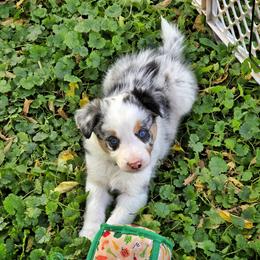 Radar - Blue merle male Border Collie puppy in Menasha, Wisconsin from Little Rose Retrievers