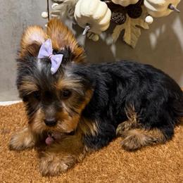 LALA - Black and gold female Yorkshire Terrier puppy in Maple Heights, Ohio from Yorkiesllc