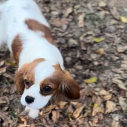 Poppy - Cavalier King Charles Spaniel