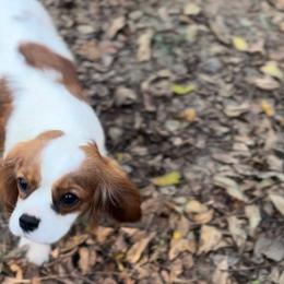 Poppy - Cavalier King Charles Spaniel