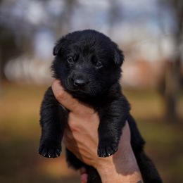 Chloe - Black female German Shepherd puppy in Knowlton Township, New Jersey from Augenblick Kennels