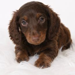 Jake - Chocolate and tan male Dachshund puppy in Desloge, Missouri from Snows Doxies