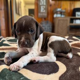 Jesse - Liver and white male German Shorthaired Pointer puppy in Georgia from CMC Farms