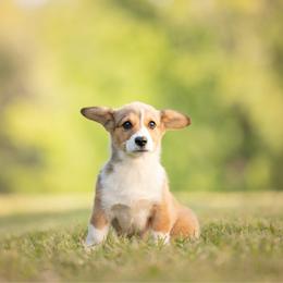 Purple collar- Madeline - Sable female Pembroke Welsh Corgi puppy in Waverly Hall, Georgia from 6g Ranch Corgis