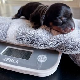 Dachshund Puppies from Cotton Hill Dachshunds