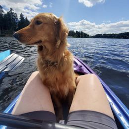 Golden Retriever All Grown Up from Graham Goldens