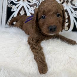 Goldendoodle and Poodle Puppies from Northern Heart Standards