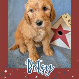 Betsy - Apricot female Goldendoodle puppy in Coarsegold, California from Hobbit Hollow Acres