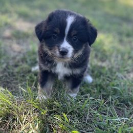 Scottish Terrier and Toy Australian Shepherd Puppies from Pecan Creek