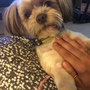 Shih Tzus and Shorkies from Treasa's Pups