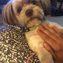 Shih Tzus and Shorkies from Treasa's Pups
