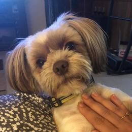 Shih Tzus and Shorkies from Treasa's Pups