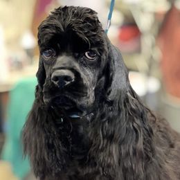 Tallulah - Cocker Spaniel