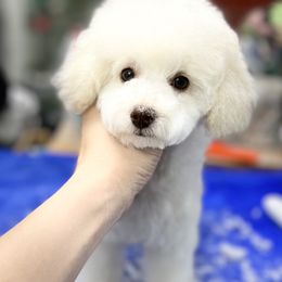 Poodle Puppies from Heritage Toy Poodles