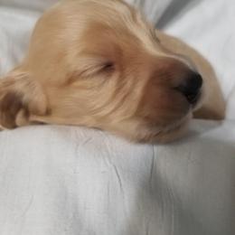 Dachshund Puppies from Chadwick Farms Mini Dachshunds