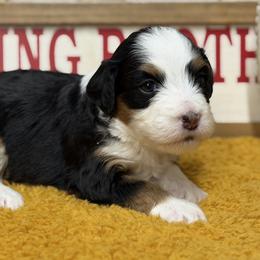 Halo - Tri-color female Bernedoodle puppy in Henry, Illinois from Rowe Farms Doodles