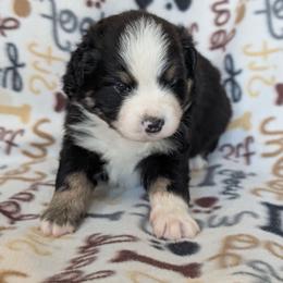 Franklin - Black tri-color male Australian Shepherd puppy in Squaw Valley, California from A&M Australian Shepherds