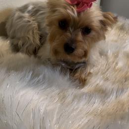 Paloma - Gold female Yorkshire Terrier puppy in Madera Acres, California from Sol yorkies