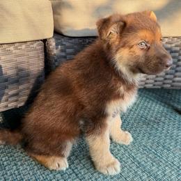 Liver and Tan Male - Liver male German Shepherd puppy in Tafton, Pennsylvania from Pocono GSD