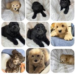 Goldendoodle puppies from Gracie Doodles CT