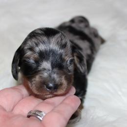 Dapple girl 1 - Dapple female Dachshund puppy in Lily, Kentucky from Little Acres Miniature Dachshunds