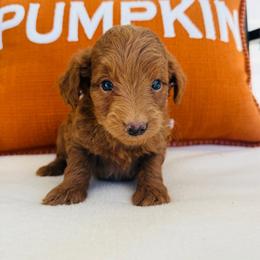 Scarlett - Red  female Goldendoodle puppy in Auburn, Indiana from Martin’s Doodles