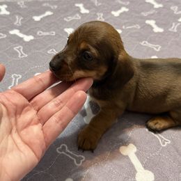 Shea - Red male Dachshund puppy in Raeford, North Carolina from Army of Dachshunds