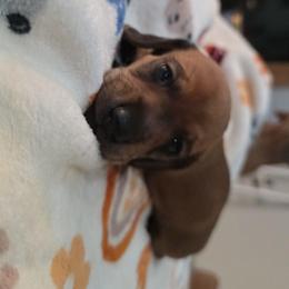 Shaded red boy - Red male Dachshund puppy in West Plains, Missouri from Spring Creek Dachshunds