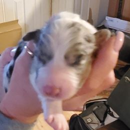 Girl 6 - Blue merle Australian Shepherd puppy in Big Lake, Minnesota from Ninerpacker Aussies