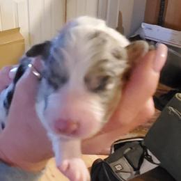 Girl 6 - Blue merle Australian Shepherd puppy in Big Lake, Minnesota from Ninerpacker Aussies