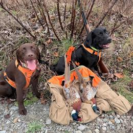 Labrador Retrievers from Stone Shoe Ranch Labrador Retrievers