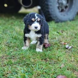 Bernedoodle and Bernese Mountain Dog Puppies from NW Bernedoodles of Washington