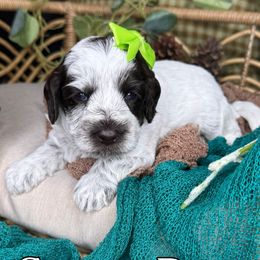Sister - Chocolate female Australian Labradoodle puppy in Decatur, Alabama from Southern Meadows Doodles
