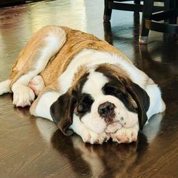 Purple Collar - Mahogany and white female Saint Bernard puppy in Double Springs, Alabama from St Bernard Kingdom, LLC