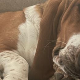 Basset Hounds from Southern Rose Bassets