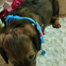 Dachshund Puppies from CLARK'S BREEDING PROGRAM