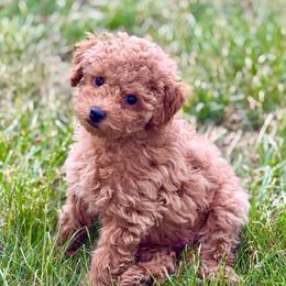 Holly - Apricot female Poodle puppy in Salem, Oregon from Lavish Poodles