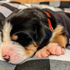 Greater Swiss Mountain Dog Puppies from Greater Swiss of Whitetail Acres