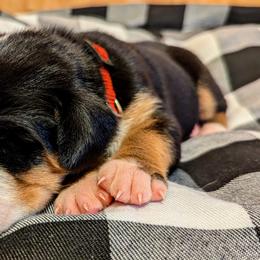 Greater Swiss Mountain Dog Puppies from Greater Swiss of Whitetail Acres