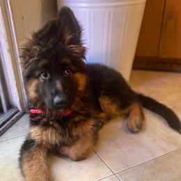 German Shepherd Puppies from Vom Hillhaus
