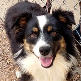 Cricket - Miniature Australian Shepherd