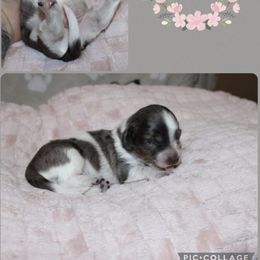 Blue boy - Dapple male Dachshund puppy in Pope, Mississippi from Anna’s Mini Doxies