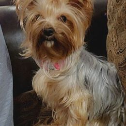 Yorkshire Terriers from Furever Paws