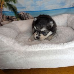 Aria - Black and white female Pomsky puppy in Spring Hill, Florida from www.PuppyTimeEmporium.com