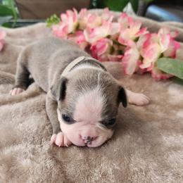 Gray collar - Blue male Boston Terrier puppy in Shreveport, Louisiana from Cristi's Port Bostons