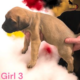 Mastiff Puppies from FrontlineK9 Boarding & Training LLC