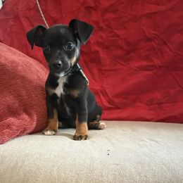 Jessi James - White and black male Russell Terrier puppy in Great Falls, Montana from VS Golden Fields