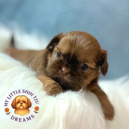 NALA - Liver female Shih Tzu puppy in Kissimmee, Florida from My Little Shih Tzu Dreams