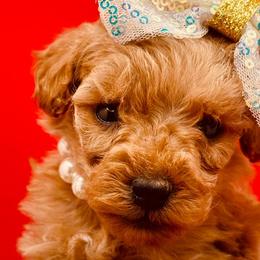 Mal-Shis, Maltese, Poodles, and Shih Tzus from Natalie's Happy Fur Paw Shih-Tzues and More
